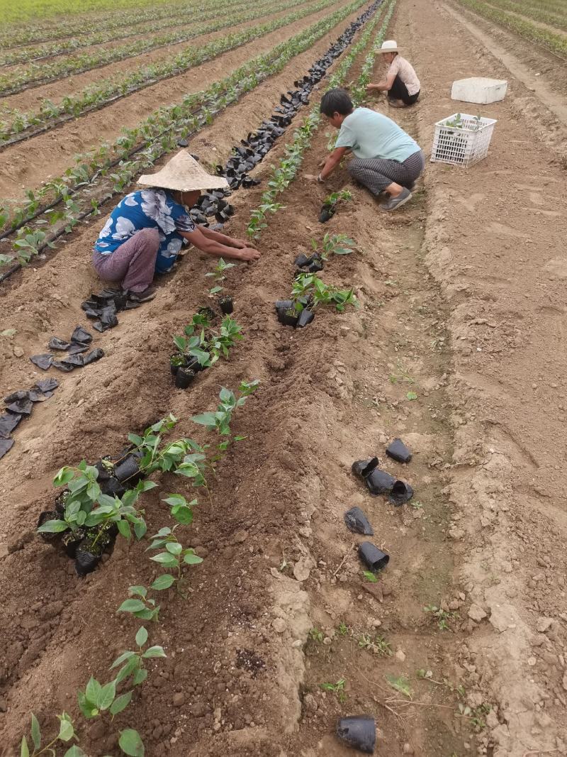 辉煌1—5矮化大樱桃苗硬度高不裂果基地发货保证纯度包邮