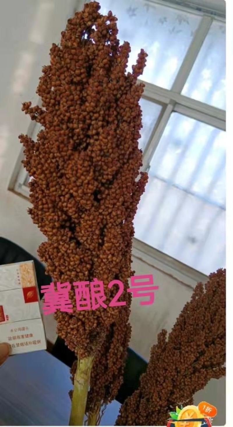 酿酒糯高粱,冀酿2号杂交超高产高粱种子,矮秆三系制种抗蚜