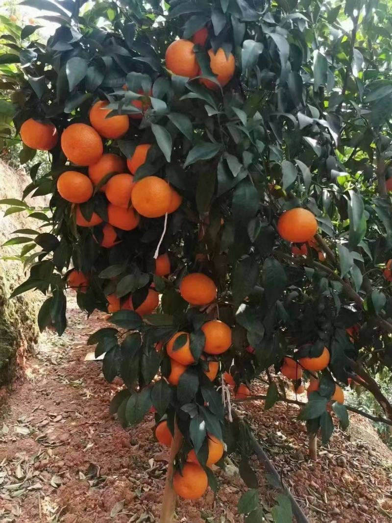 云南大理宾川沃柑代电商发货社群团购一件代发