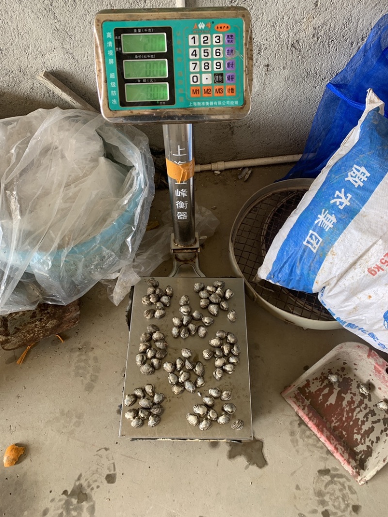 福建血蛤泥蛤新鲜活血蛤各类规格均有批发
