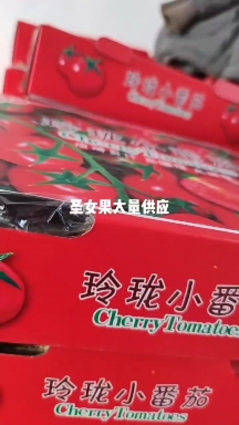 山东贝贝圣女果大量上市，新鲜采摘量大从优价格美丽欢迎咨询