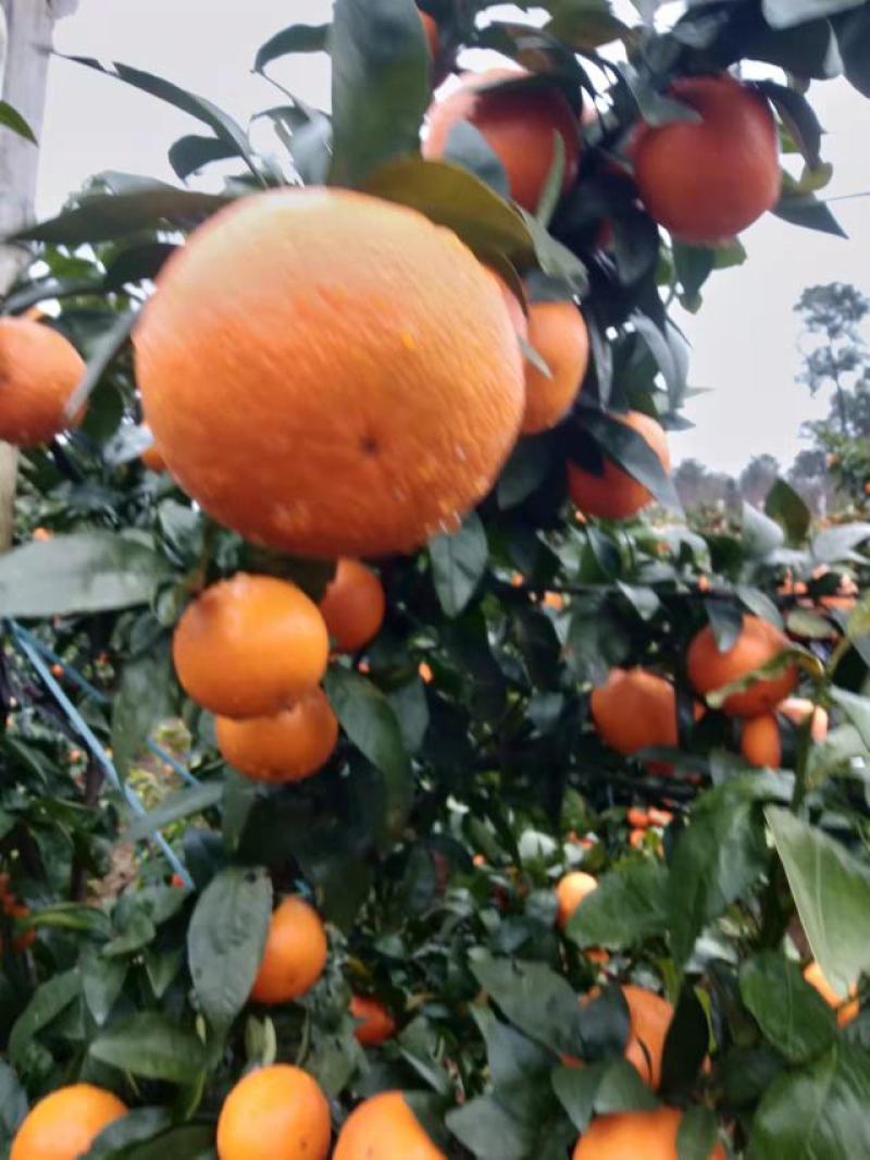 桂林㓇柑大量上市，个头大，细皮，味道甜，果面光滑！