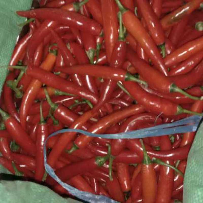 精品美人椒产地直发大量现货物美价廉欢迎实地考