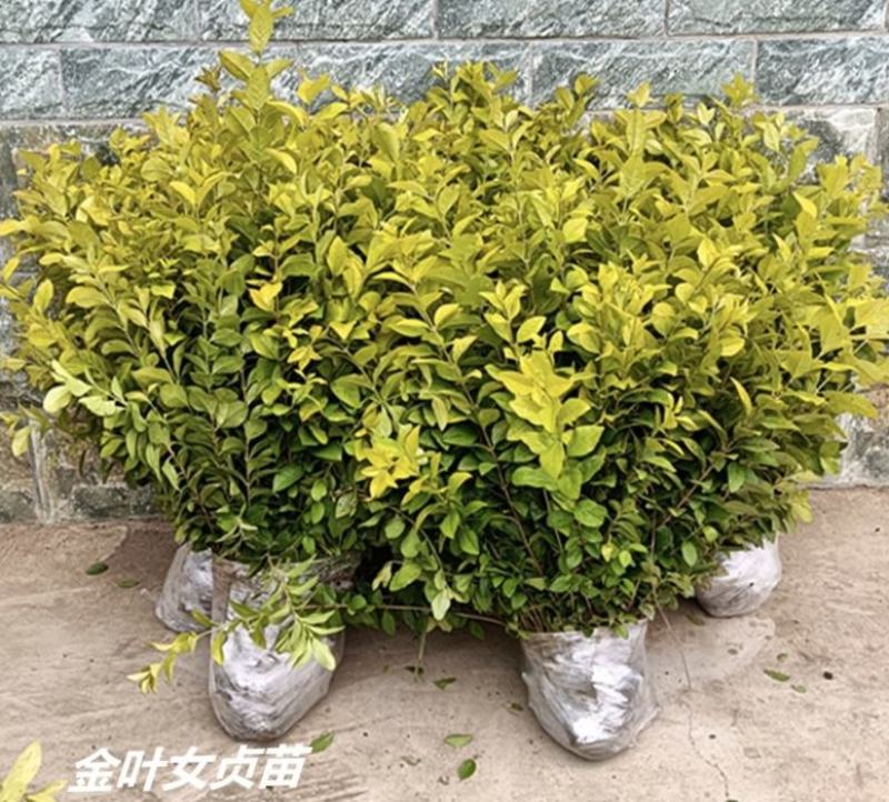 金叶女贞苗金叶女贞耐寒不落叶金边女贞绿化园林庭院篱笆墙