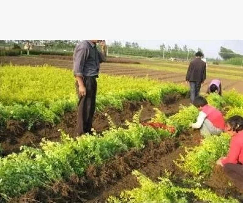 金叶女贞苗金叶女贞耐寒不落叶金边女贞绿化园林庭院篱笆墙