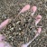 北豆根无硫干货农副产品不满意可退换货