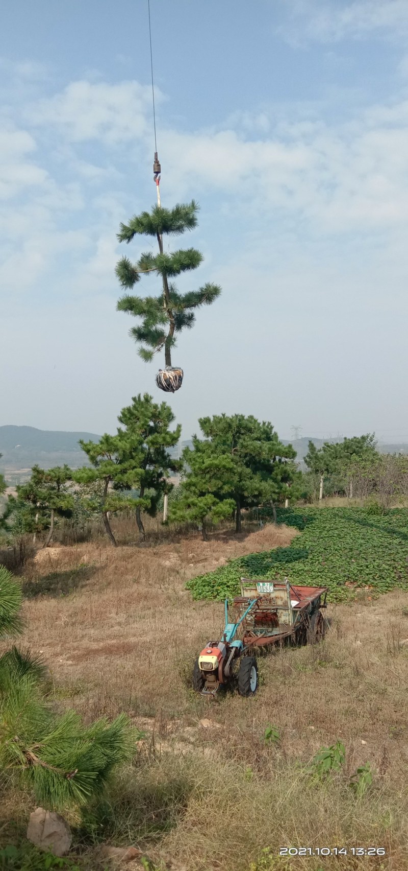 黑松