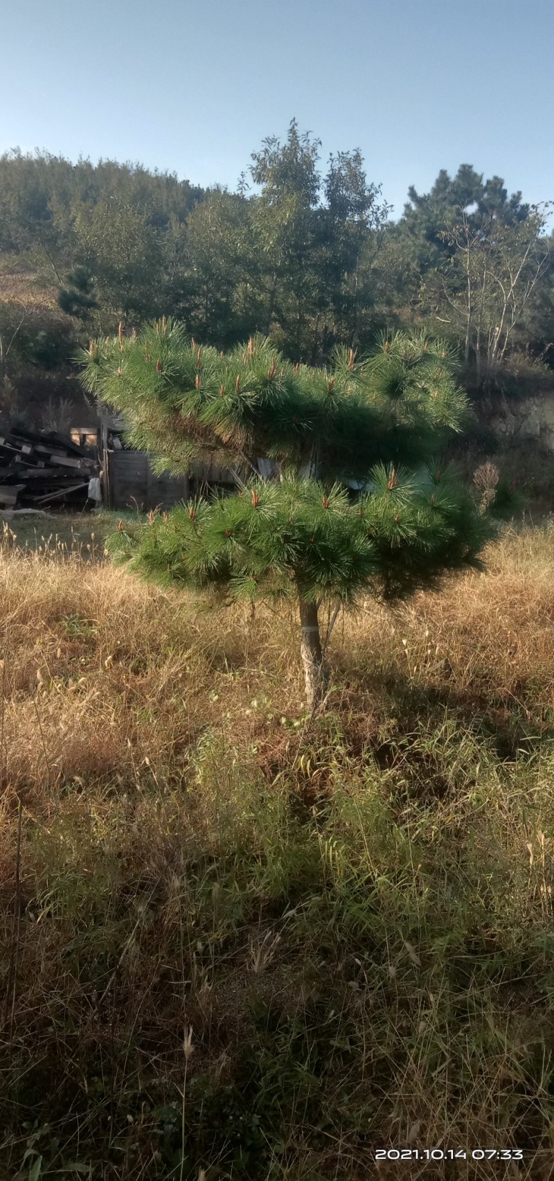 黑松