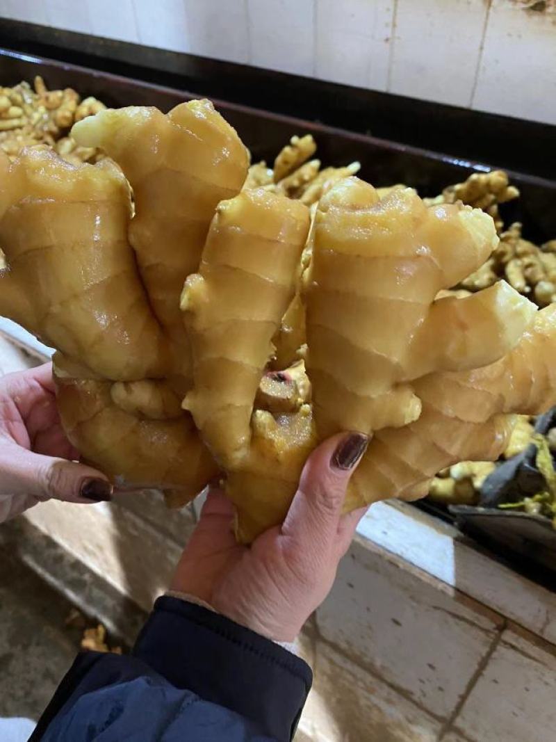 【精品】山东生姜水洗大黄姜产地直供物美价廉品质保证欢迎采