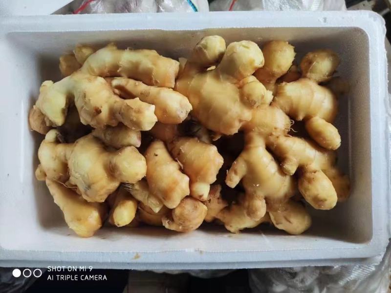 【精品】山东生姜水洗大黄姜产地直供物美价廉品质保证欢迎采