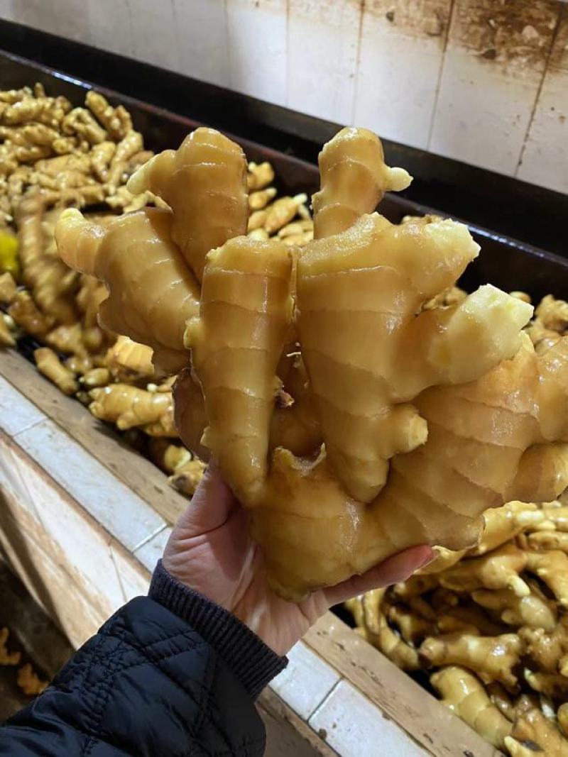 【精品】山东生姜水洗大黄姜产地直供物美价廉品质保证欢迎采
