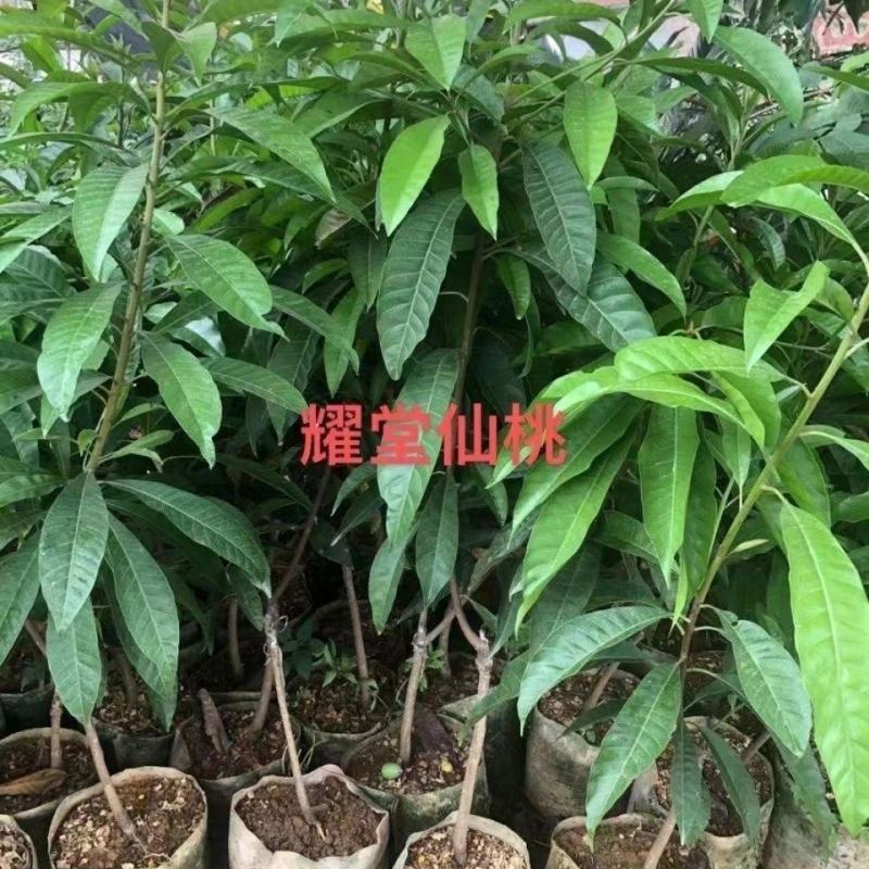 新品种耀堂仙桃苗正宗带土带叶树苗南北方种植带土带叶发货