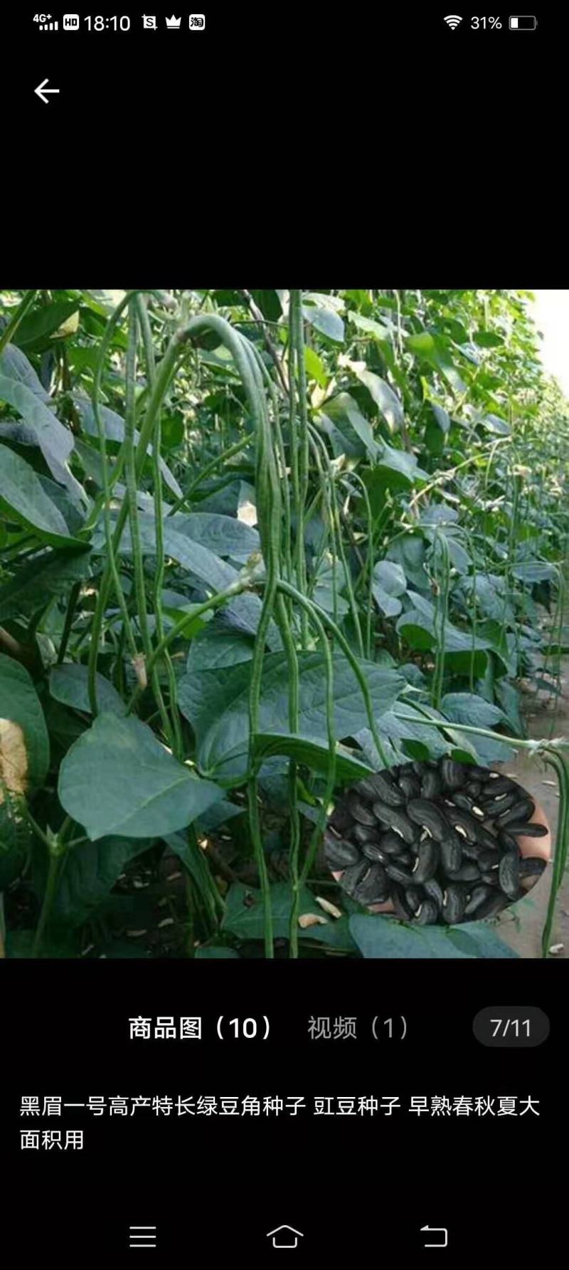早中熟青豆角耐热耐湿抗病能力强，生长势强长达80厘米