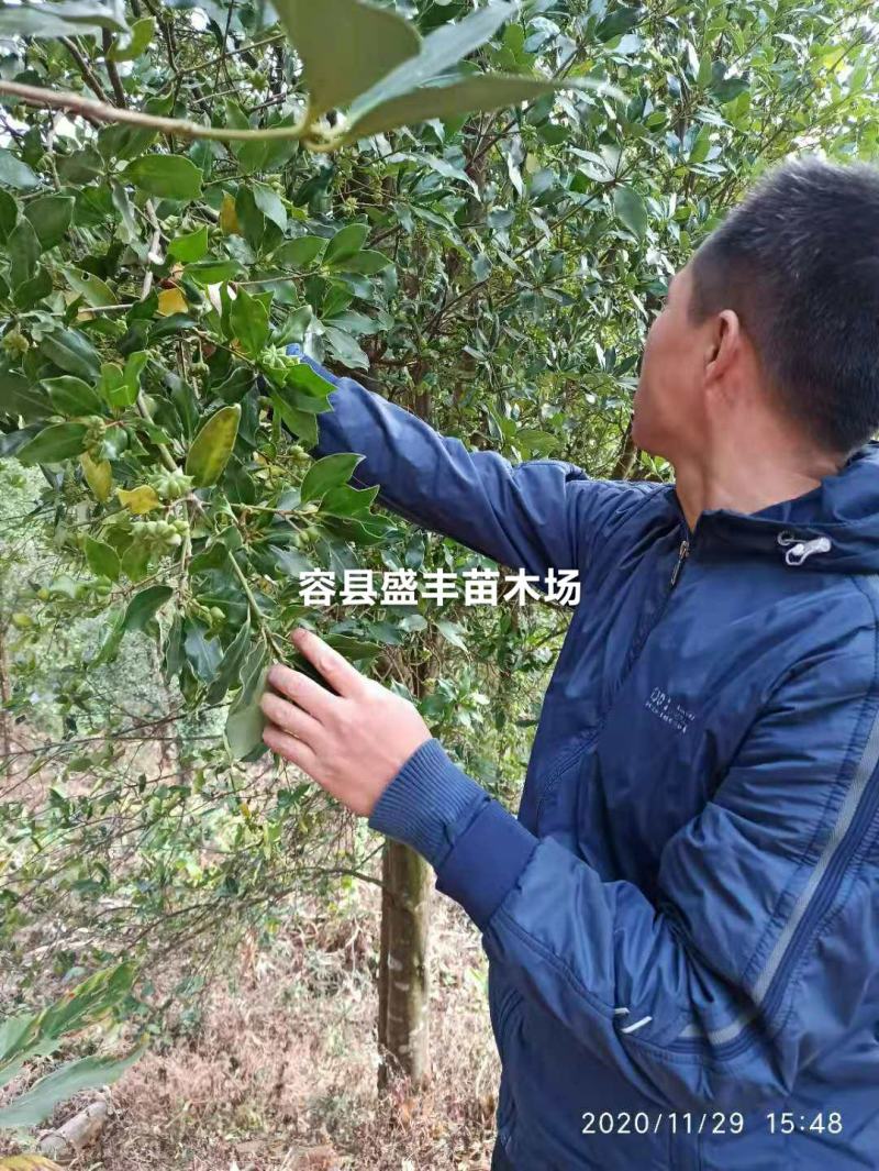 八角树苗嫁接苗食用八角树苗广西八角包正宗广西发货