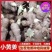 姜种，368高产王，免费技术指导，产地一手货源