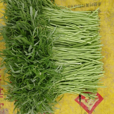 精品毛芦蒿
