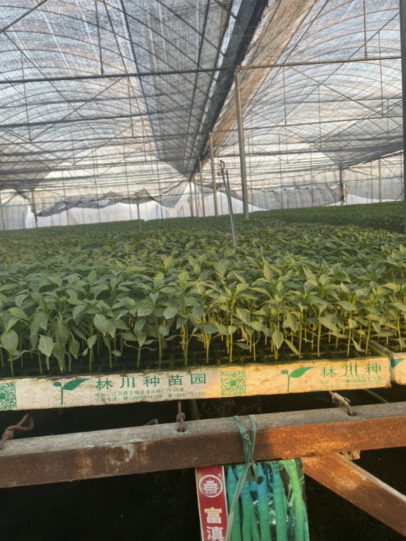 线椒苗、螺丝椒苗、朝天椒苗.成年供应各种各样辣椒苗，