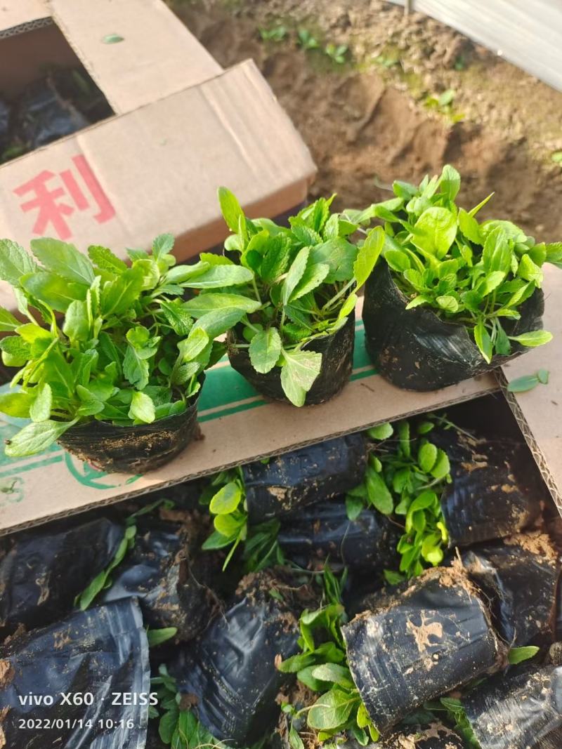 地被鼠尾草地被草坪地被鼠尾草杯苗