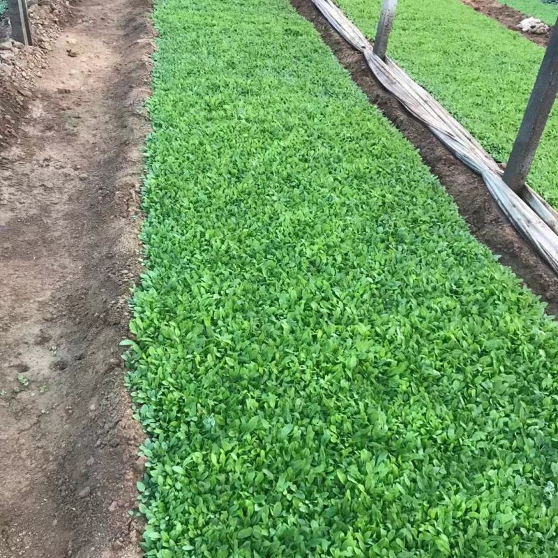 地被鼠尾草地被草坪地被鼠尾草杯苗