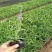 地被鼠尾草地被草坪地被鼠尾草杯苗