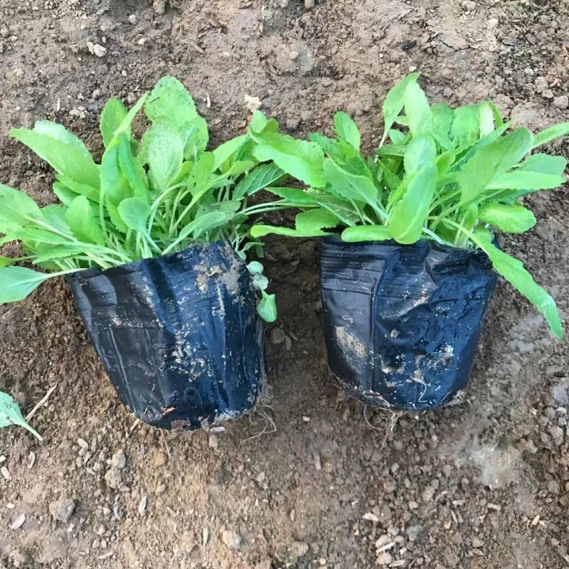 地被鼠尾草地被草坪地被鼠尾草杯苗