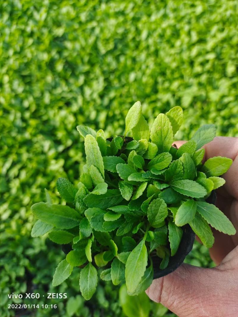 地被鼠尾草地被草坪地被鼠尾草杯苗