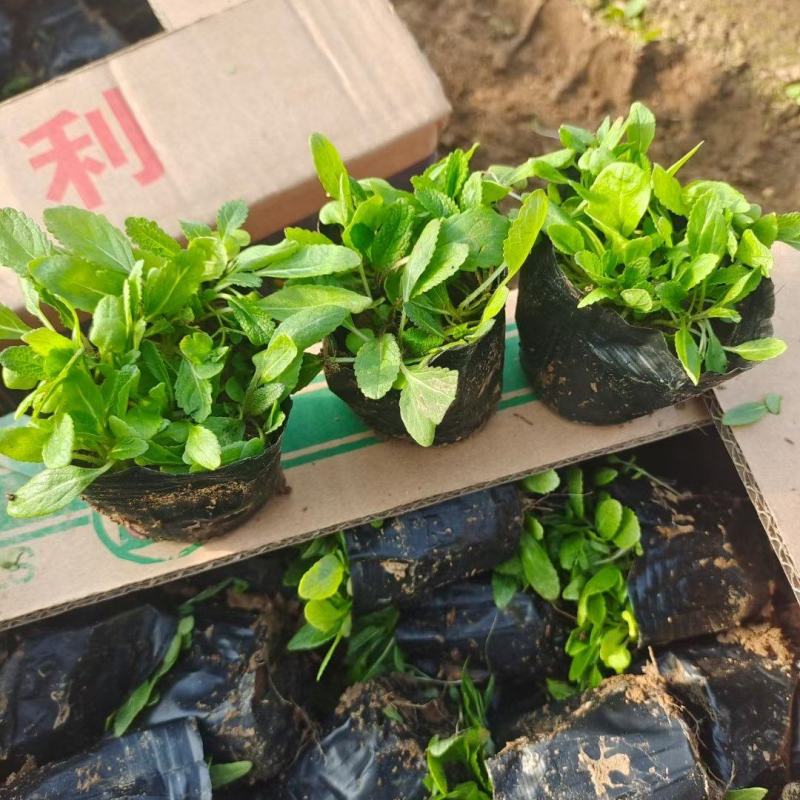 地被鼠尾草地被草坪地被鼠尾草杯苗