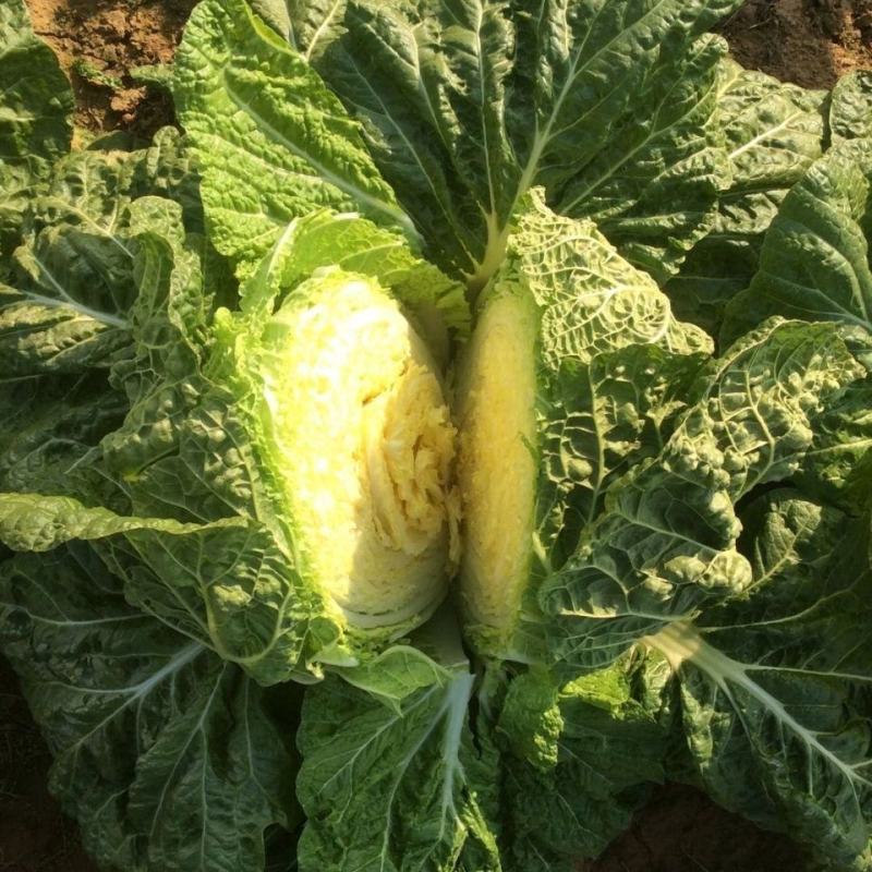 临沂黄心大白菜产区直发现挖现发各种规格黄心白菜