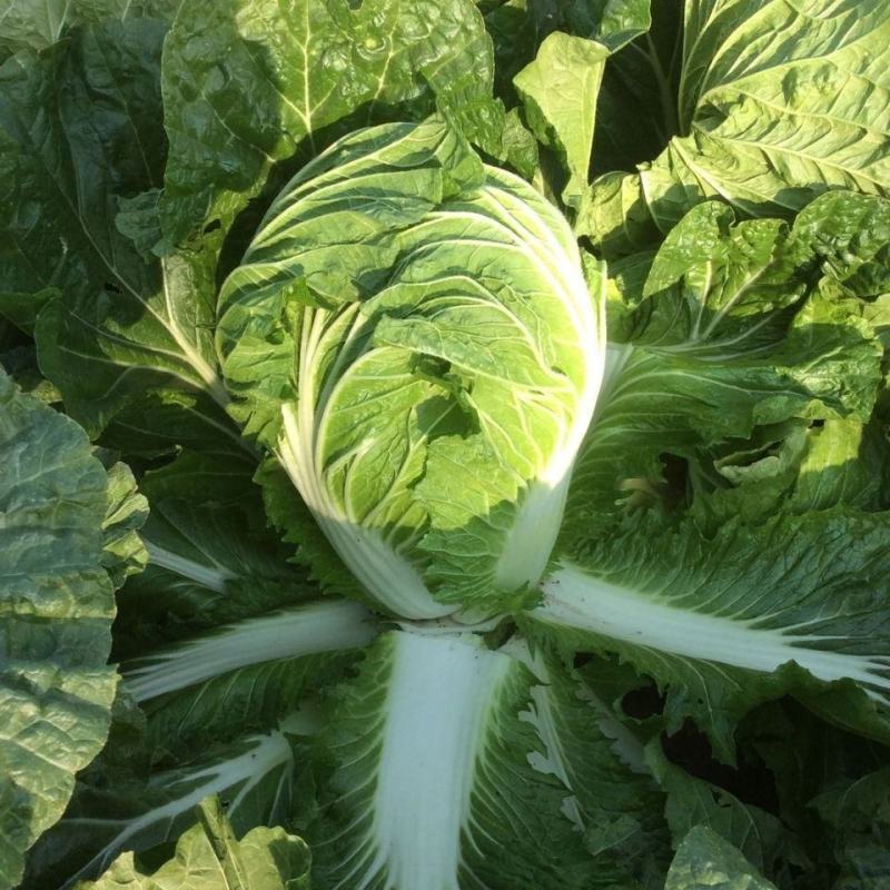 临沂黄心大白菜产区直发现挖现发各种规格黄心白菜
