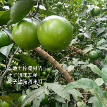 本地土柠檬树苗嫁接苗柠檬苗叶子果子调味去腥果子盐腌烧菜用