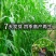 苏丹草种子高产牧草草籽畜牧草种子四季养殖家畜喂鱼草