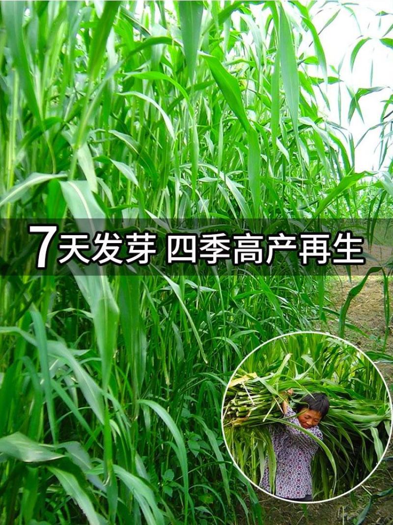 苏丹草种子高产牧草草籽畜牧草种子四季养殖家畜喂鱼草
