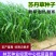 苏丹草种子高产牧草草籽畜牧草种子四季养殖家畜喂鱼草