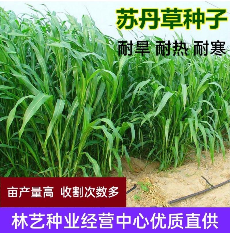 苏丹草种子高产牧草草籽畜牧草种子四季养殖家畜喂鱼草