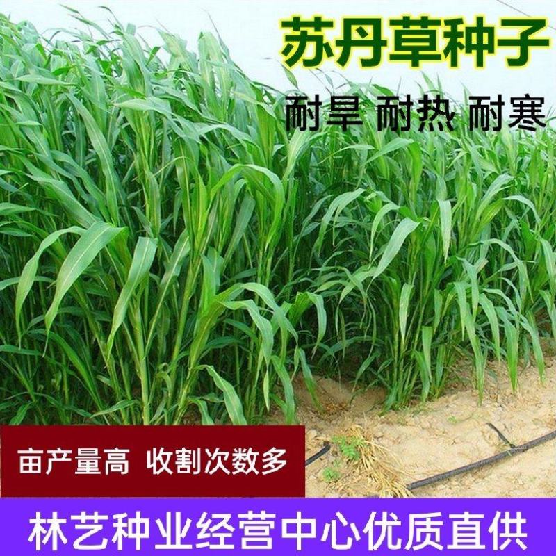 苏丹草种子高产牧草草籽畜牧草种子四季养殖家畜喂鱼草