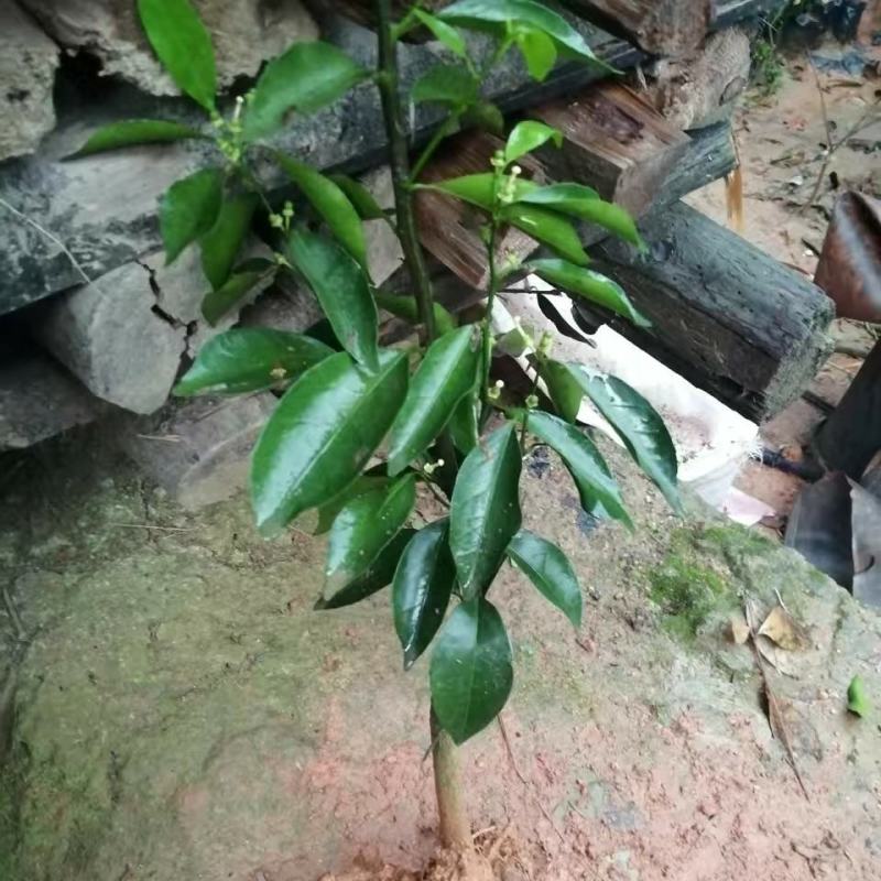 阳山桔树苗嫁接苗枳壳根迟熟1月熟丰产