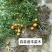 阳山桔树苗嫁接苗枳壳根迟熟1月熟丰产