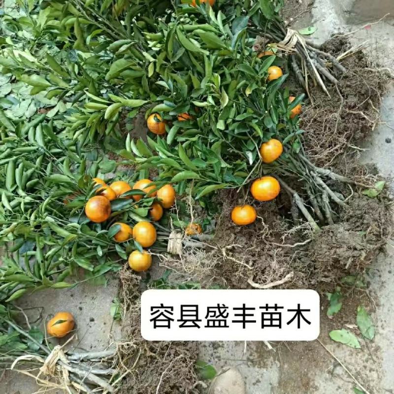 阳山桔树苗嫁接苗枳壳根迟熟1月熟丰产