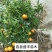 阳山桔树苗嫁接苗枳壳根迟熟1月熟丰产