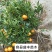阳山桔树苗嫁接苗枳壳根迟熟1月熟丰产