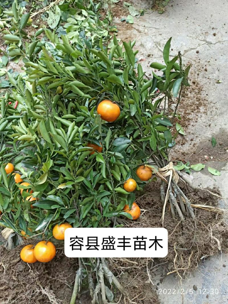 阳山桔树苗嫁接苗枳壳根迟熟1月熟丰产