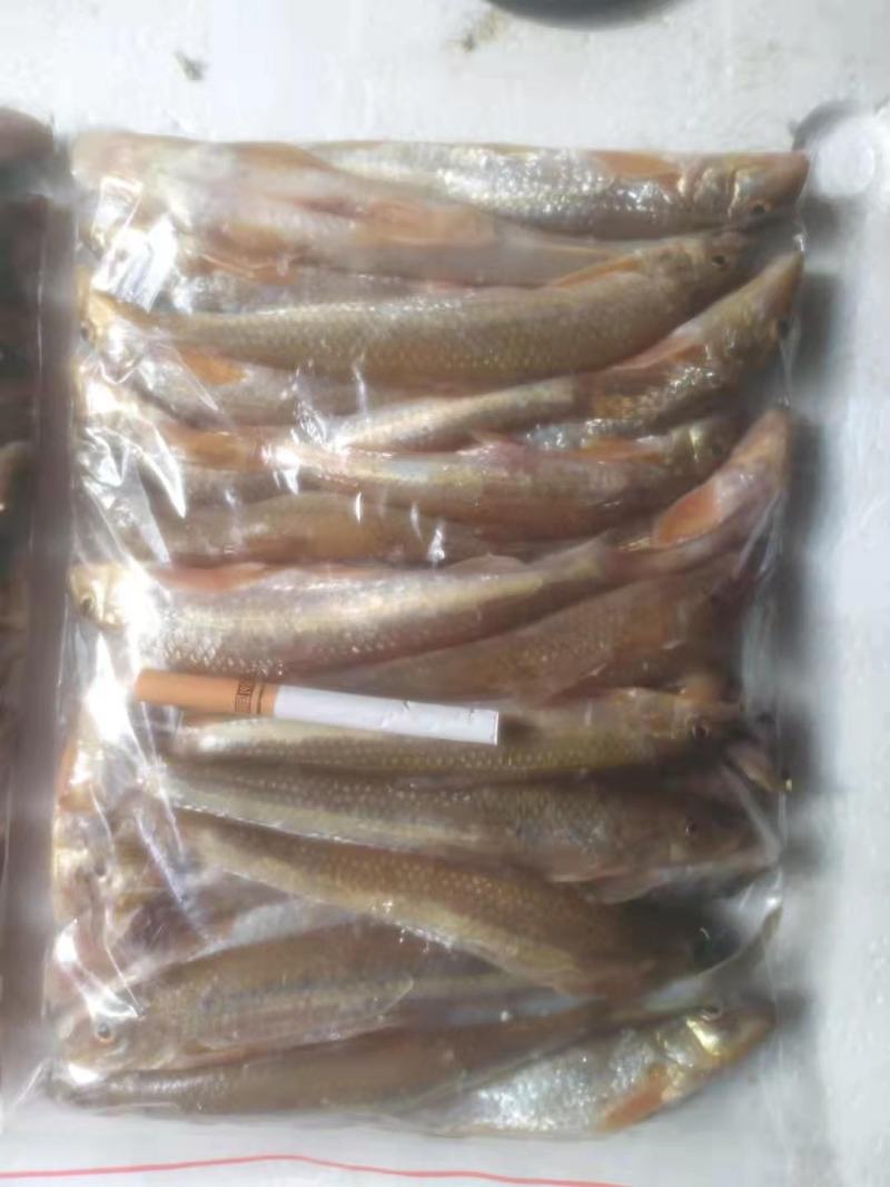 沙沟鱼（船丁鱼棍子鱼）上市啦