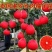 新品种正宗暹罗红柚红心柚红皮柚子无籽蜜柚柚子苗青柚无核
