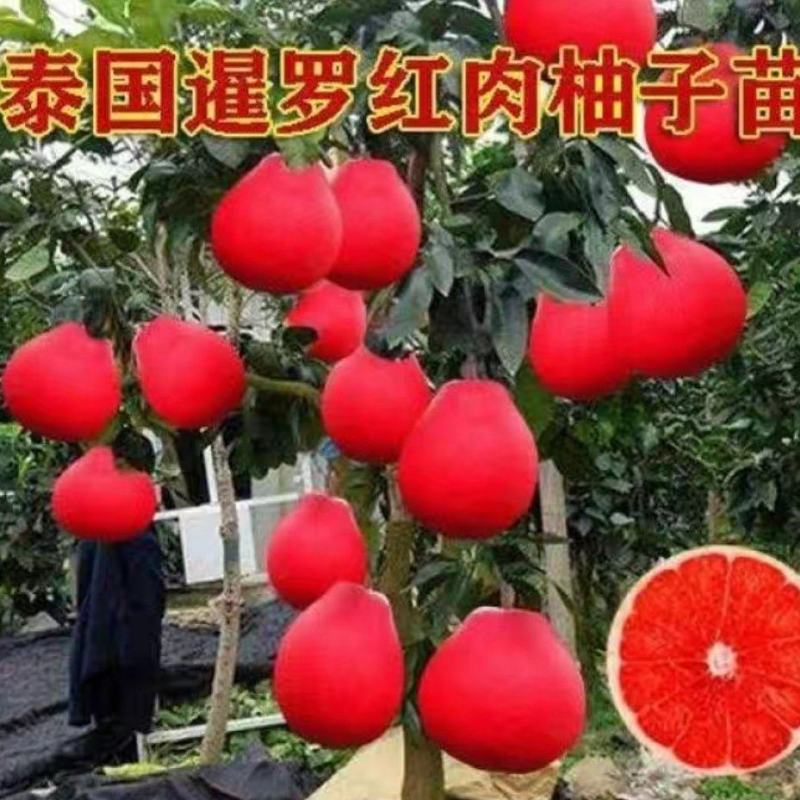新品种正宗暹罗红柚红心柚红皮柚子无籽蜜柚柚子苗青柚无核