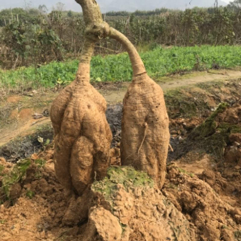 批发优质无渣葛根粉葛广西藤县和平粉葛