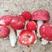 新货野生红菇，红蘑菇香甜红菇，手挑特级红菇月子红菇干货