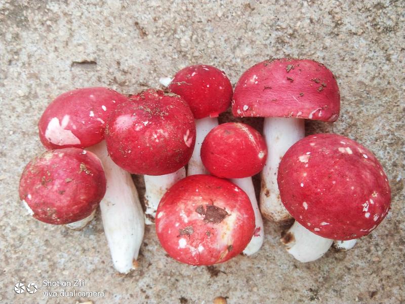 新货野生红菇，红蘑菇香甜红菇，手挑特级红菇月子红菇干货