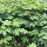 通草四川大通草通草通草一手货源保质保量量大从优