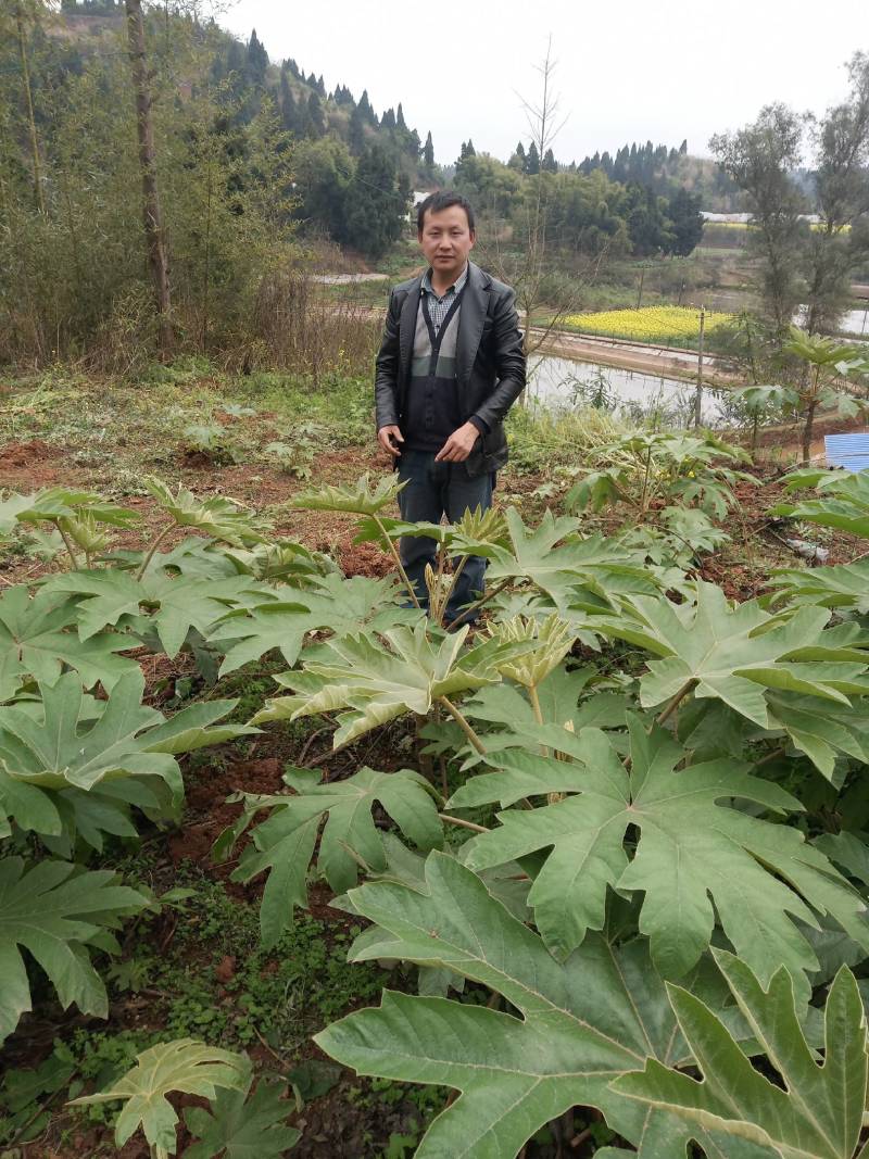 通草四川大通草通草通草一手货源保质保量量大从优