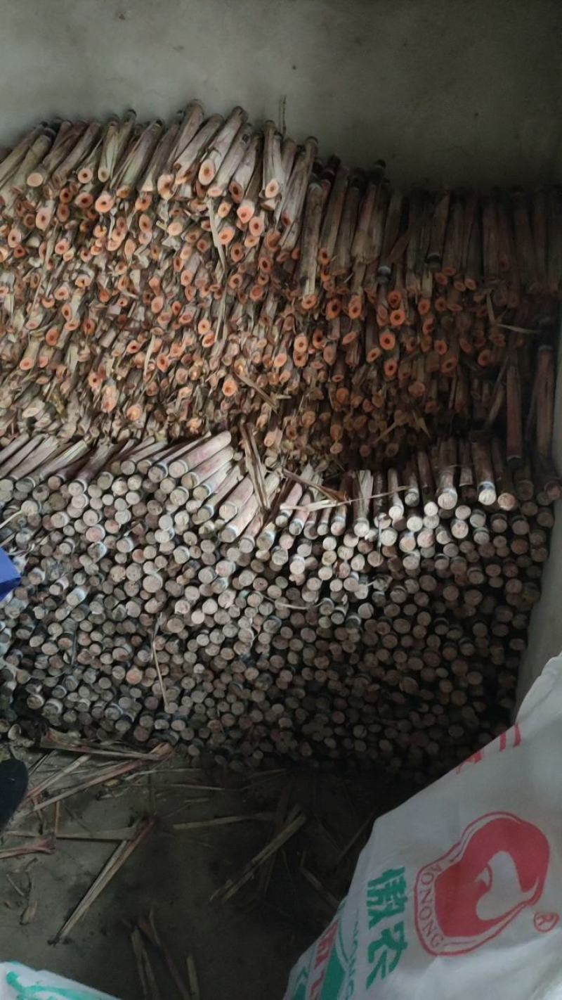 出售黑皮甘蔗种苗，大灰种苗，脱毒种苗，黄皮甘蔗种苗